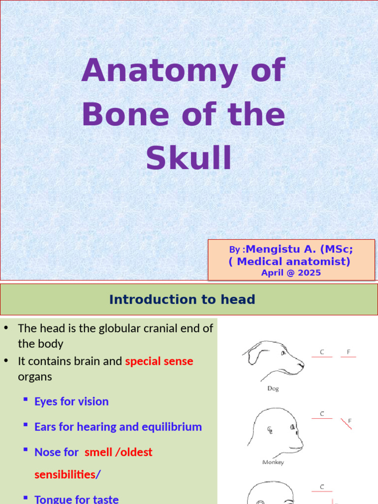 Skull Anatomy: Structure and Functions | PDF | Human Nose | Skull