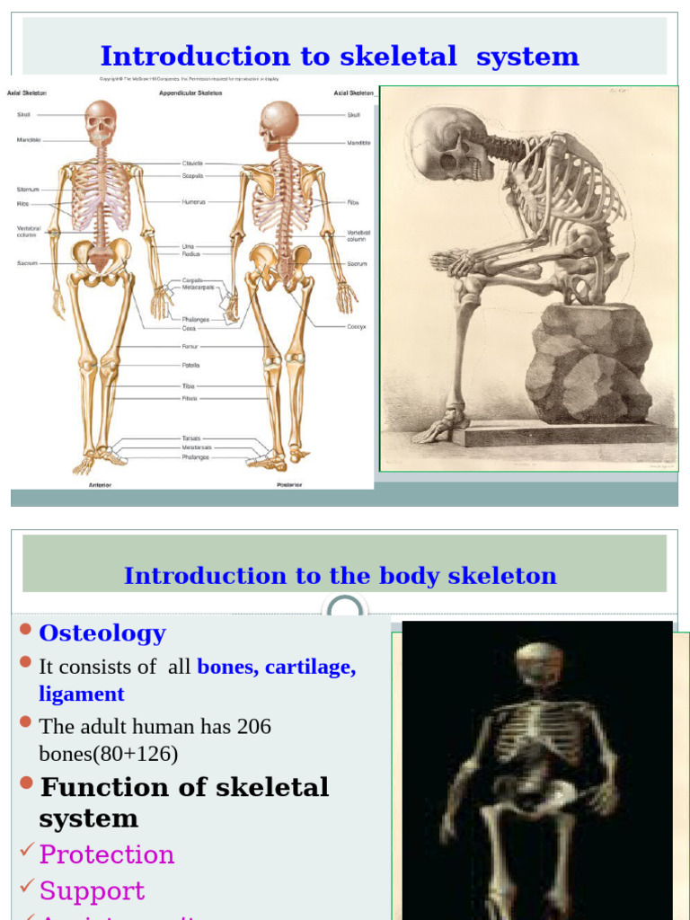 Overview of Human Skeletal System | PDF | Bone | Skeleton
