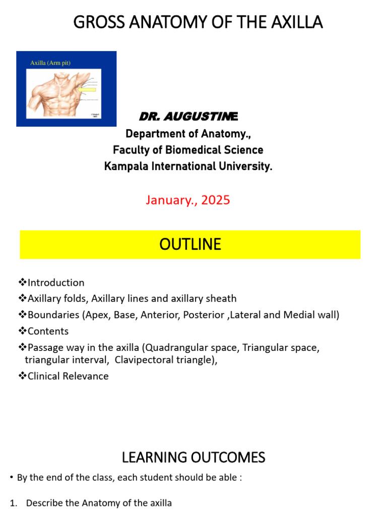 Axilla Anatomy: Structure and Function | PDF | Arm | Human Anatomy