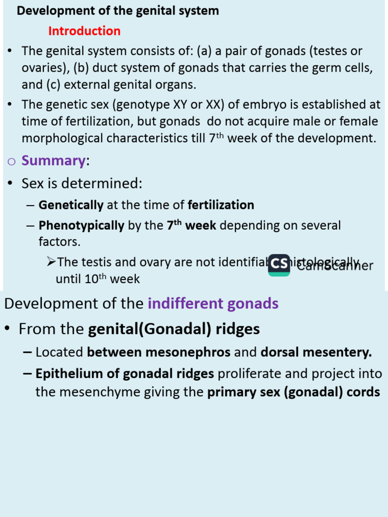 Development of Ambiguous Genitalia | PDF | Sex | Sexual Anatomy