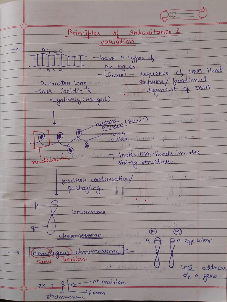 Genetics Handwritten Notes | PDF