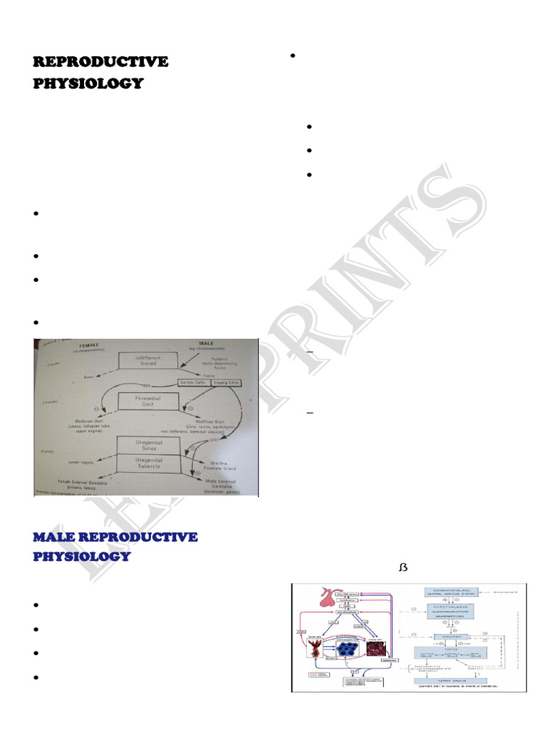 Male Reproductive Physiology Overview | PDF | Luteinizing Hormone ...