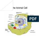 The Animal Cell