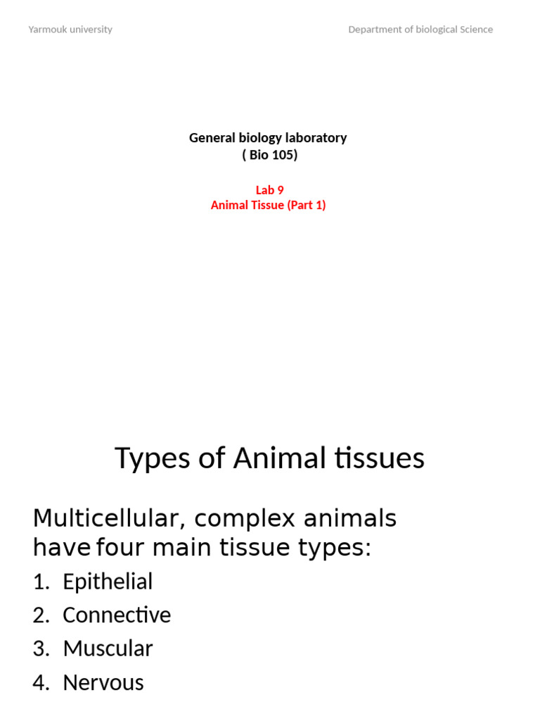 Overview of Animal Tissues in Biology | PDF | Epithelium | Connective ...