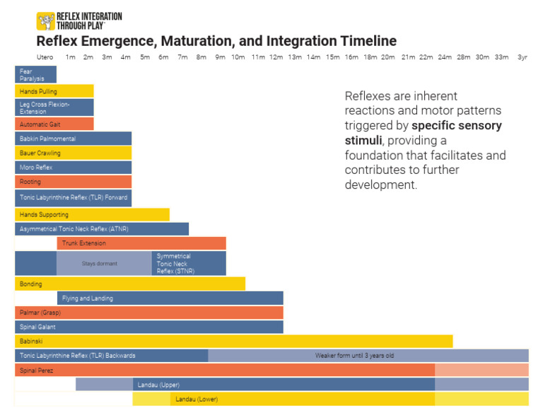 RITP Reflex Integration and Developmental Milestones Timeline Letter | PDF