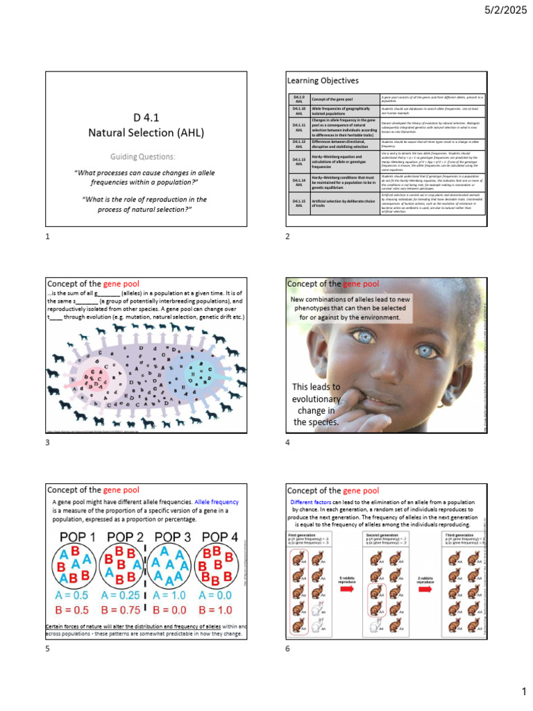 D 4.1 HL Natural Selection | PDF | Natural Selection | Allele