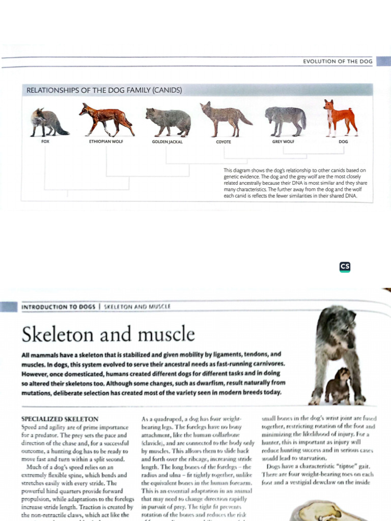 Dogs Encyclopedia | PDF