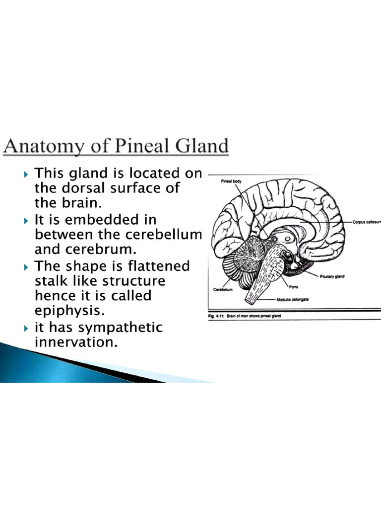 Anatomical Features of Pineal Gland | PDF