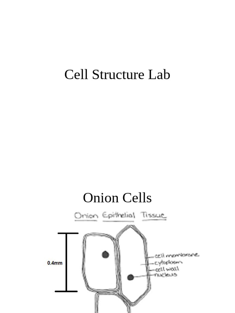 Cell Structure and Function Lab Guide | PDF | Cell (Biology ...