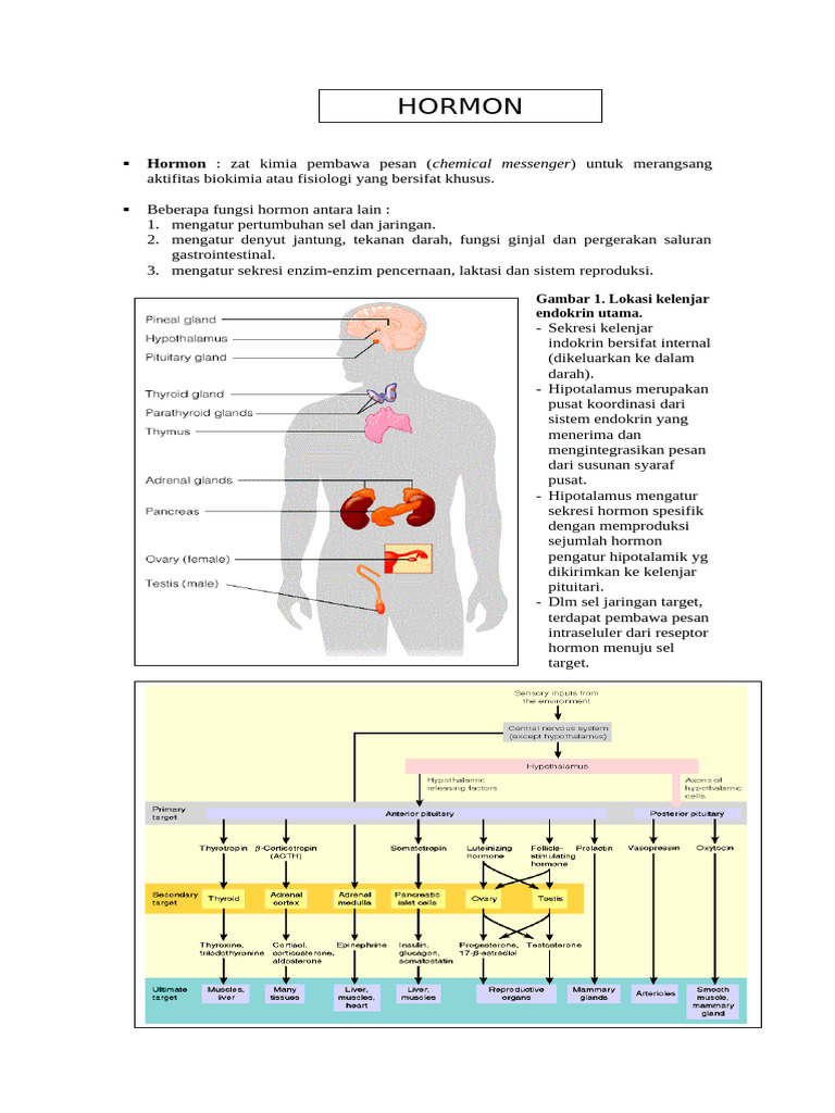 Fungsi dan Mekanisme Hormon Manusia | PDF