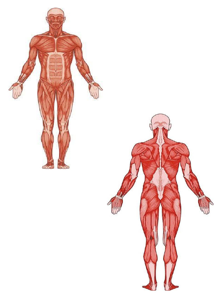 Biology Muscles | PDF