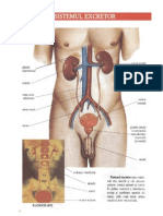 Structura Rinichiului Din Anatomia Omului