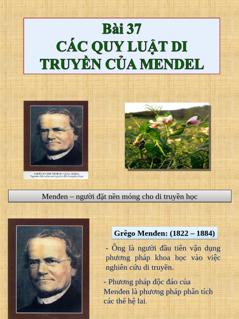 KNTT Bai 37 Cac Quy Luat Di Truyen Cua Mendel | PDF