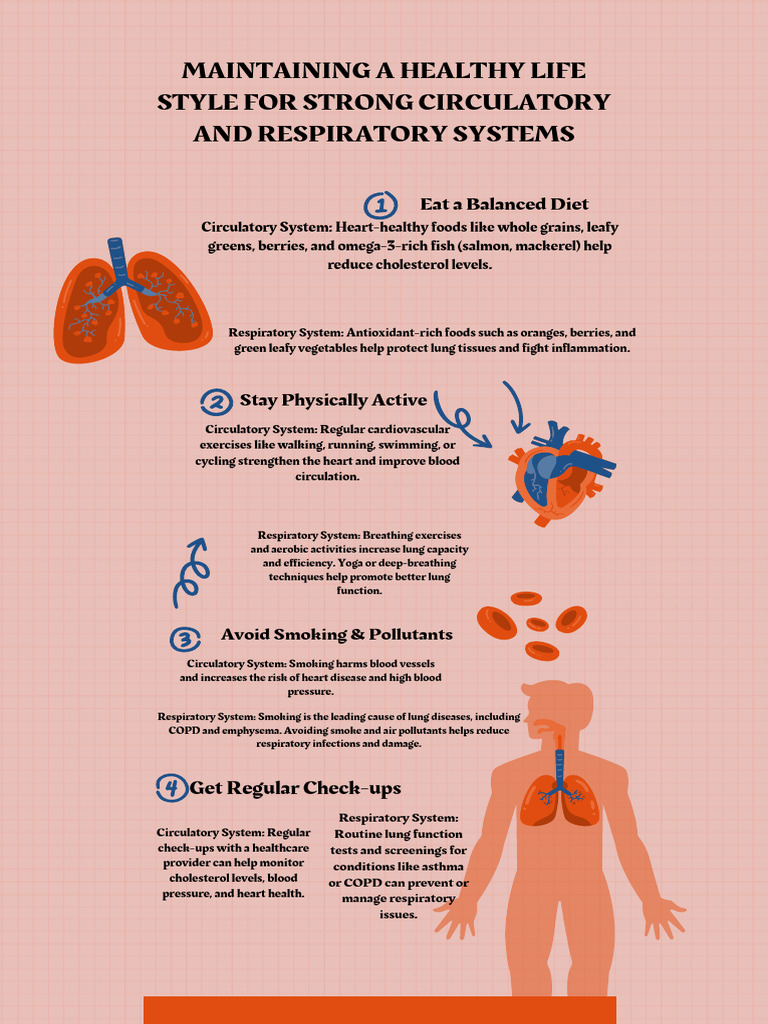 Cardiorespiratory System Infographic in Pink Red White Illustrative ...