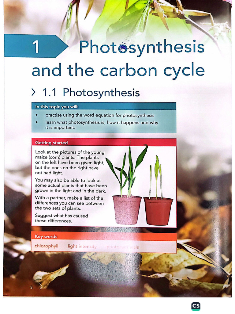 Photosynthesis and The Carbon Cycle | PDF