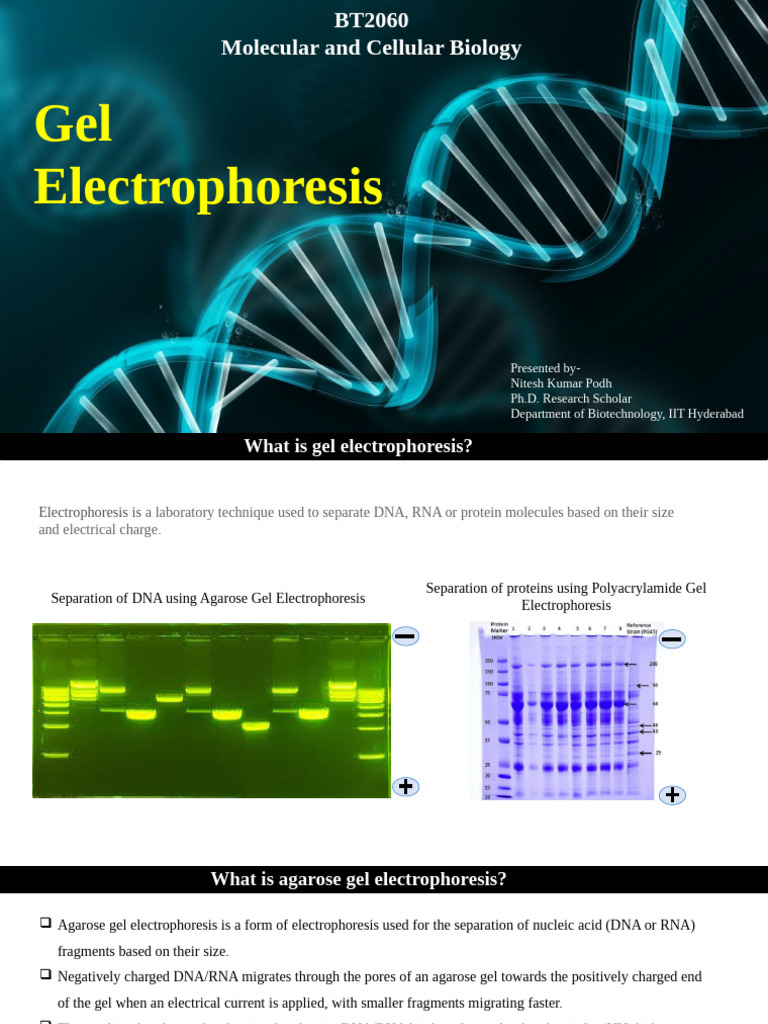 Gel Electrophoresis Techniques Explained | PDF | Agarose Gel ...