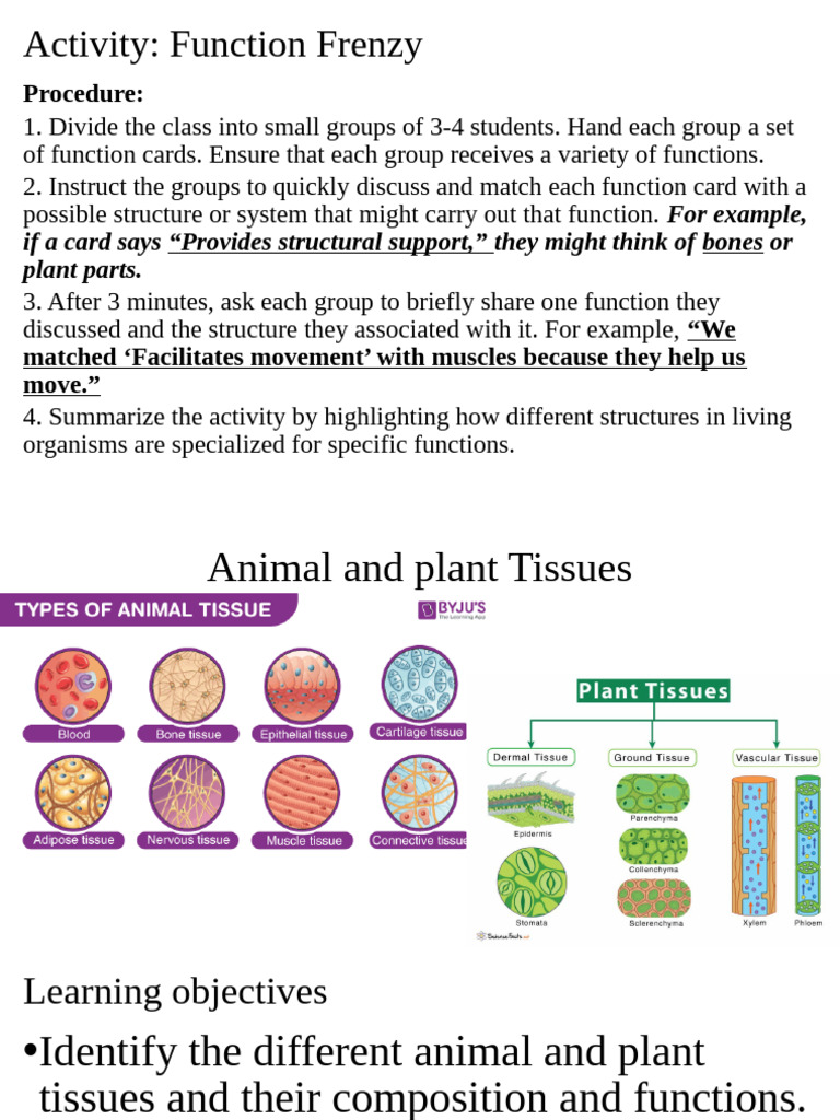 Animal and Plant Tissues | PDF | Epithelium | Tissue (Biology)