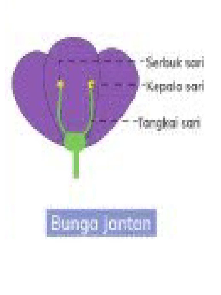 Bunga Jantan | PDF