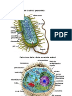 Células eucariotas y procariotas: estructura, metabolismo y reproducción