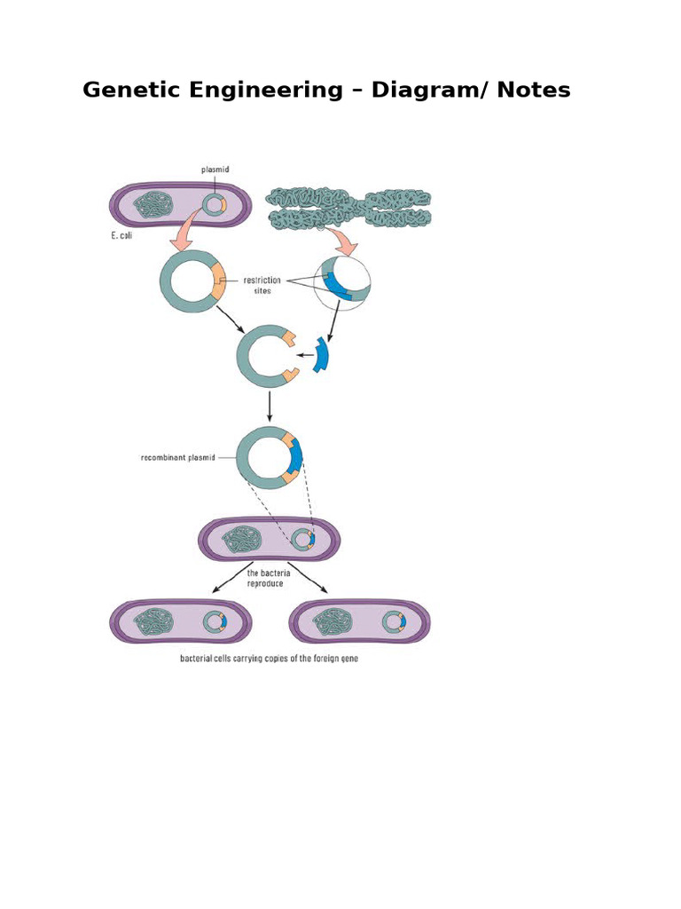 Genetic Engineering: Benefits, Risks, and Process | PDF
