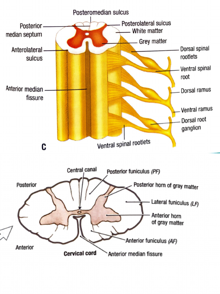 Spinal Cord and Brainstem Anatomy Overview | PDF | Spinal Cord ...