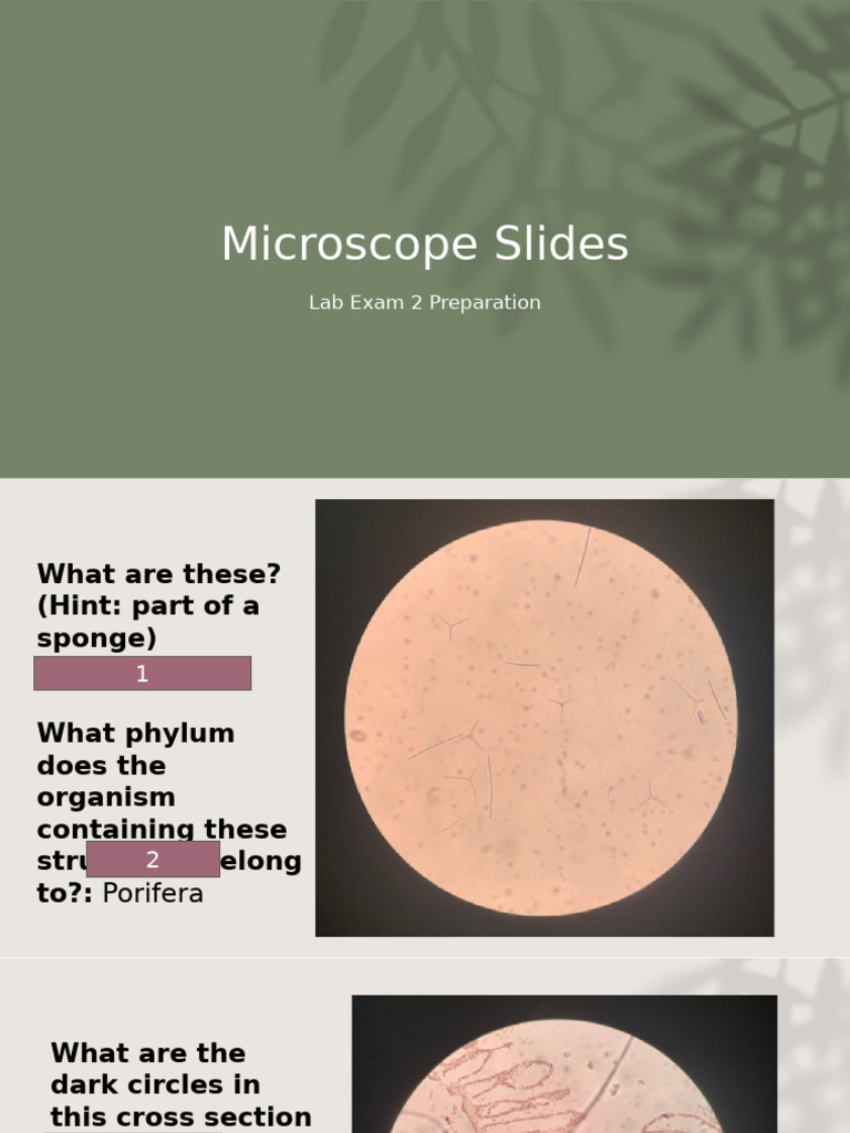 Microscope Slides for Lab Exam Prep | PDF | Zoology | Biology