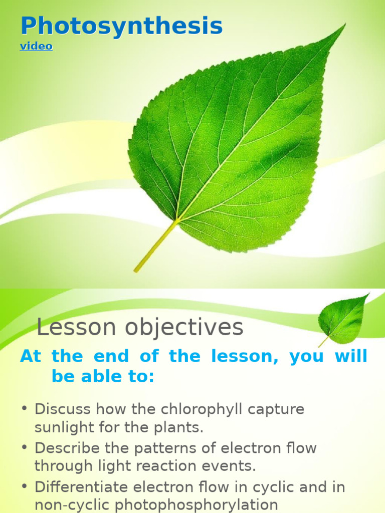 Overview of Photosynthesis Process | PDF | Photosynthesis | Chloroplast
