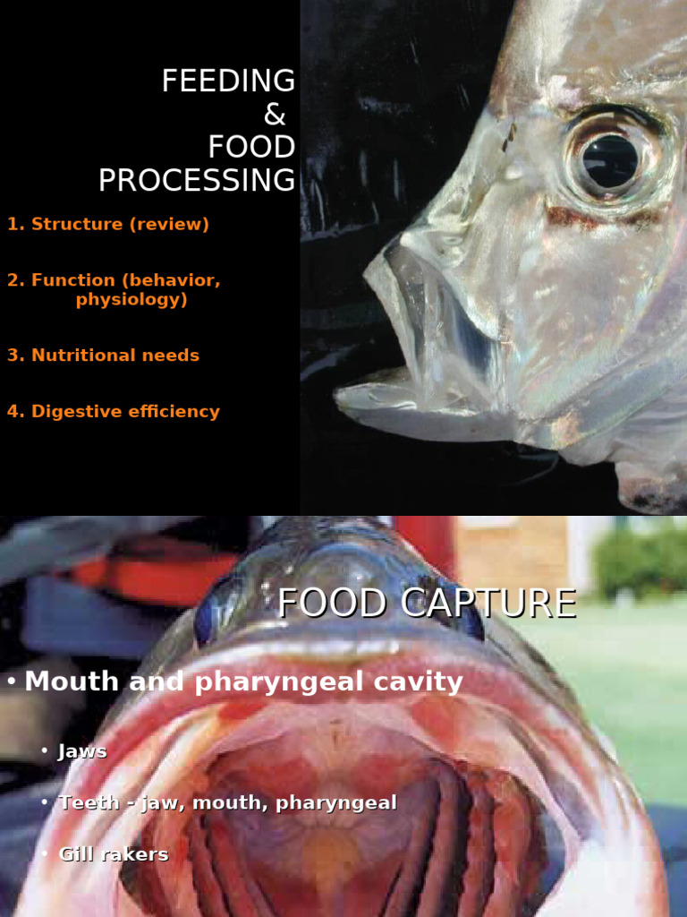 Fish Feeding and Digestive Physiology | PDF | Digestion | Stomach