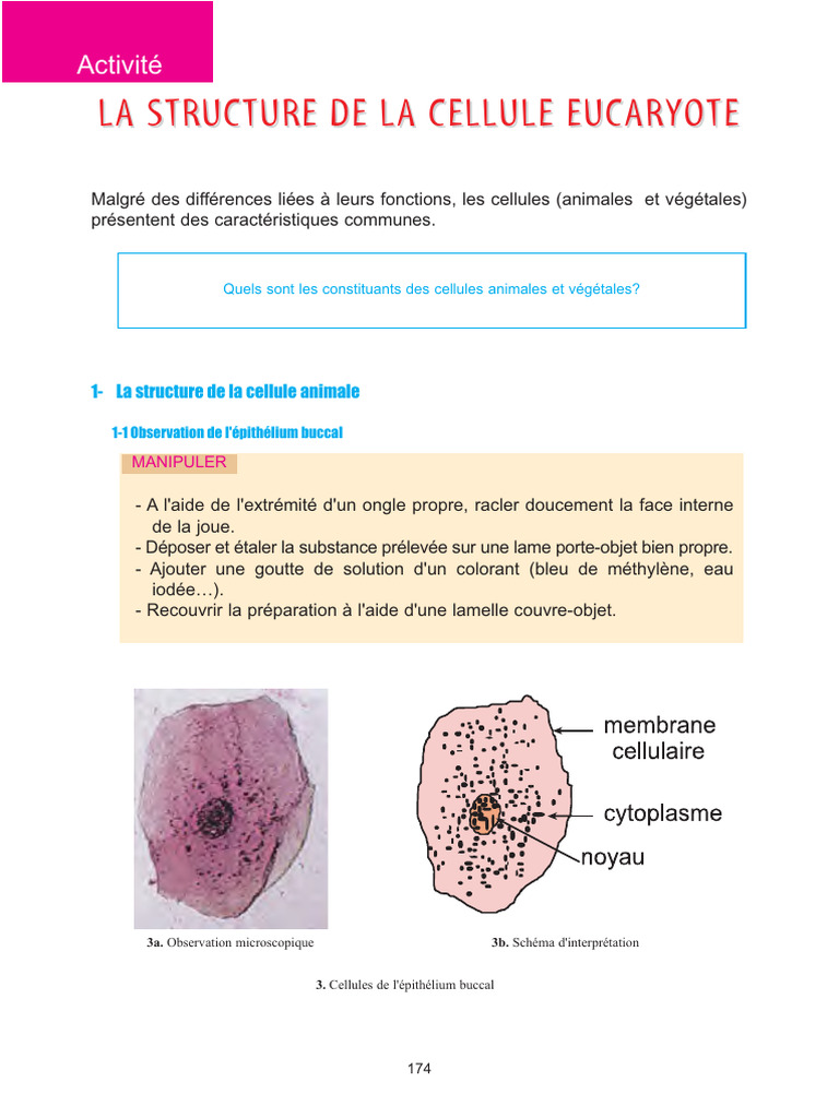 Structure de la cellule eucaryote | PDF | Cellule (Biologie) | Noyau ...