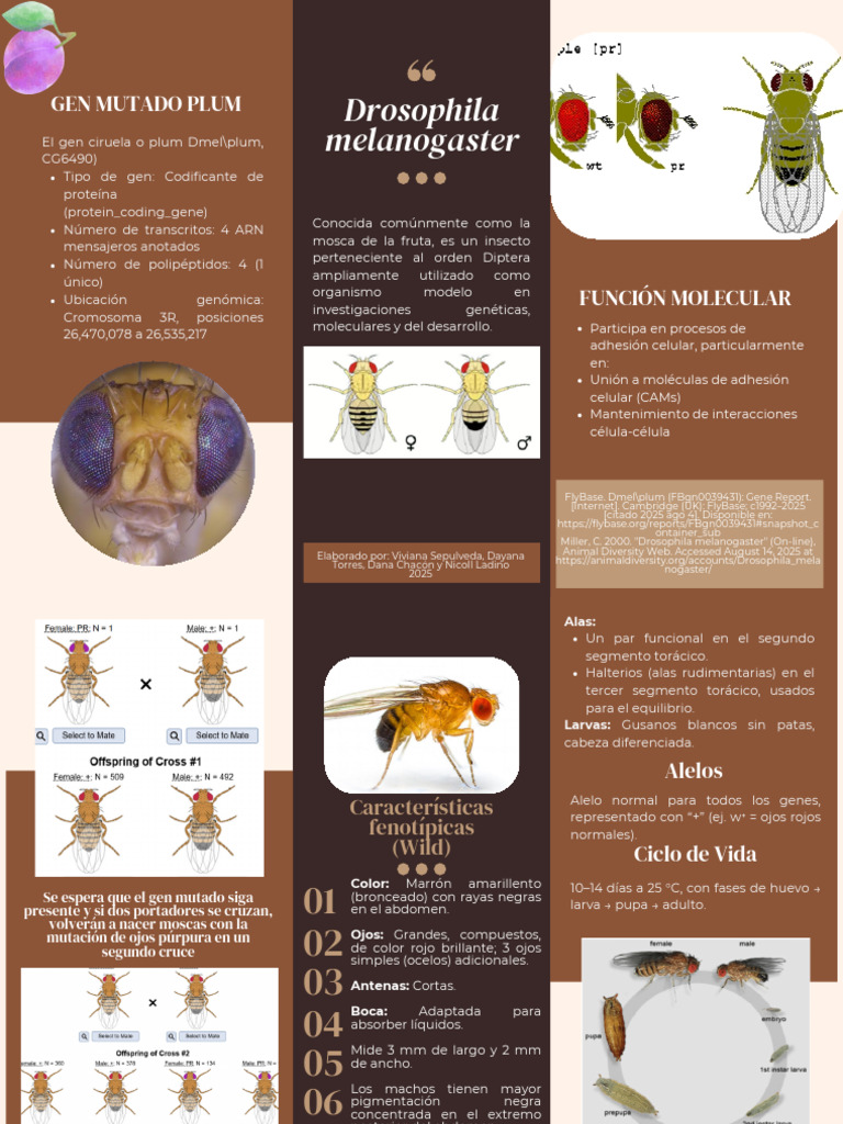 D. Melanogaster Brouchure | PDF | Gene | Mosca