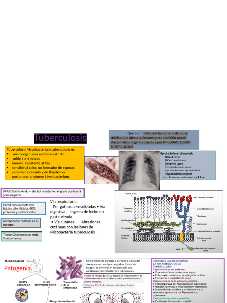 Guía Completa sobre Tuberculosis | PDF | Mycobacterium | Tuberculosis