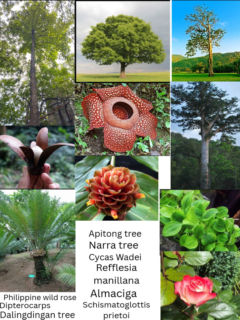 Dalingdalingan Tree - 20251008 - 205629 - 0000 | PDF