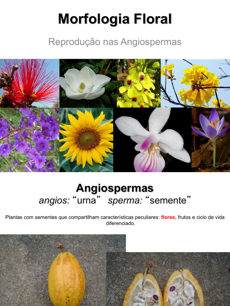 Morfologia Floral e Inflorescência | PDF | Flores | Botânica