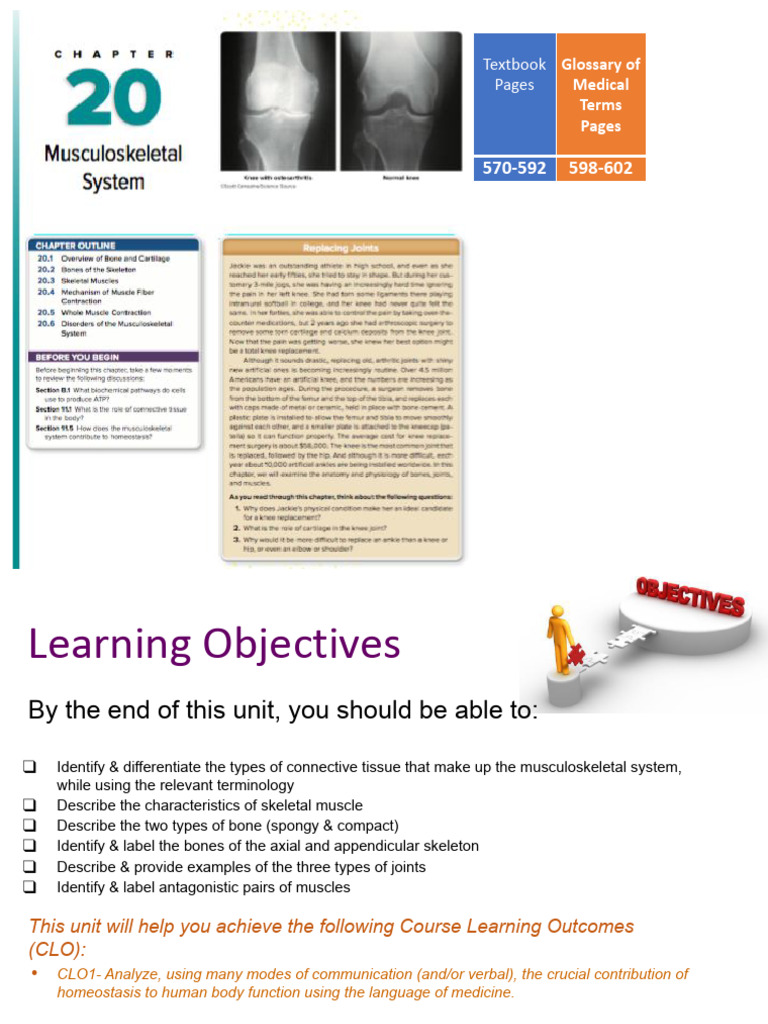 Musculoskeletal System Overview and Functions | PDF | Bone | Skull