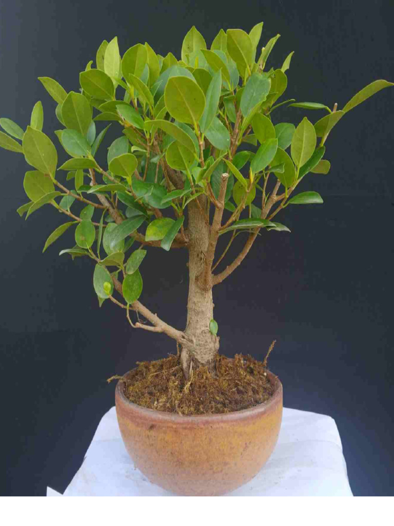 Ficus Plant Prices and Variants | PDF