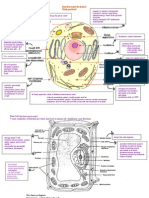 Animal Cell (Electron Microscope) : Chapter 2 (Cells)