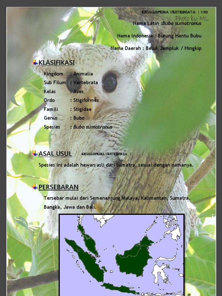 Kumpulan Koleksi Gambar Tengkorak Burung Hantu Gratis