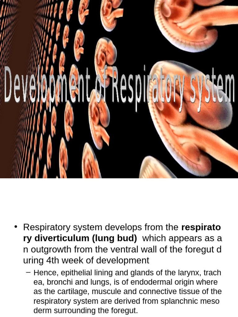 Development of the Respiratory System | PDF | Larynx | Lung