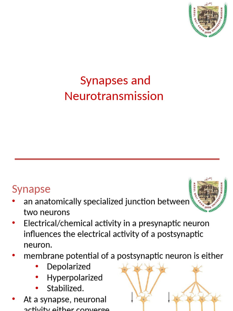 Understanding Synapses and Neurotransmitters | PDF | Chemical Synapse ...