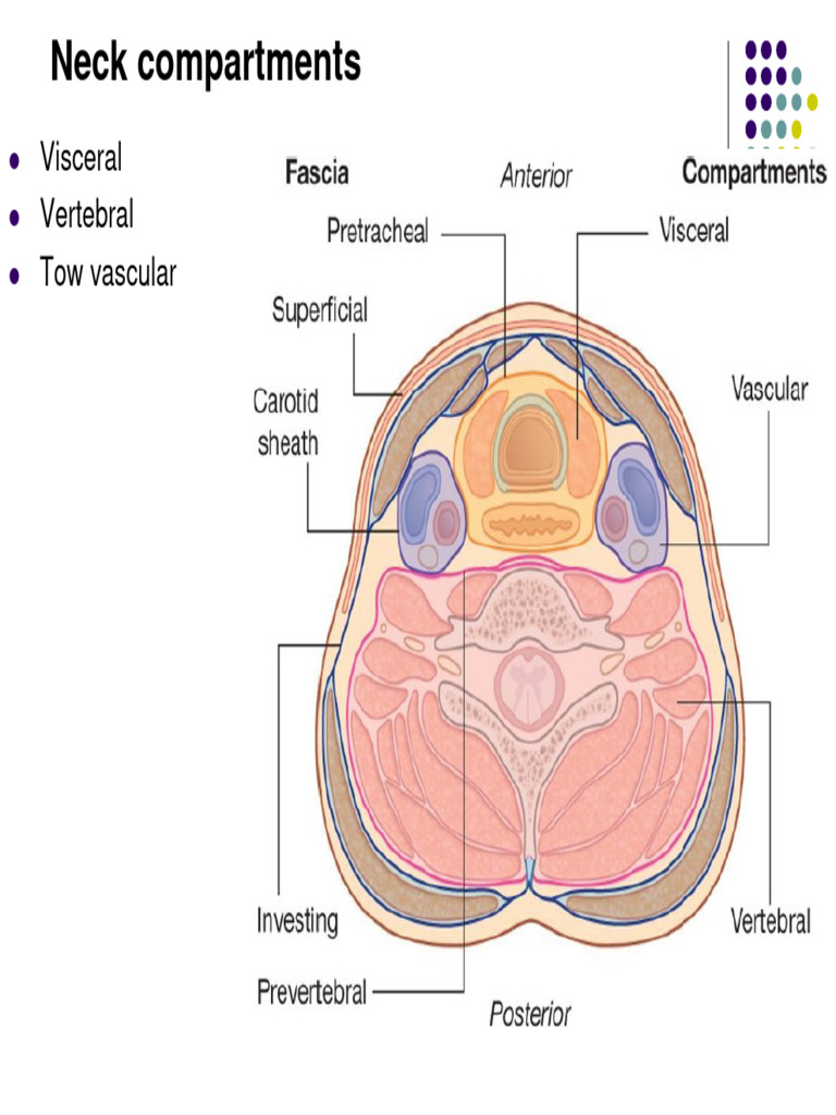 Anatomy of Neck Compartments and Vessels | PDF | Common Carotid Artery ...