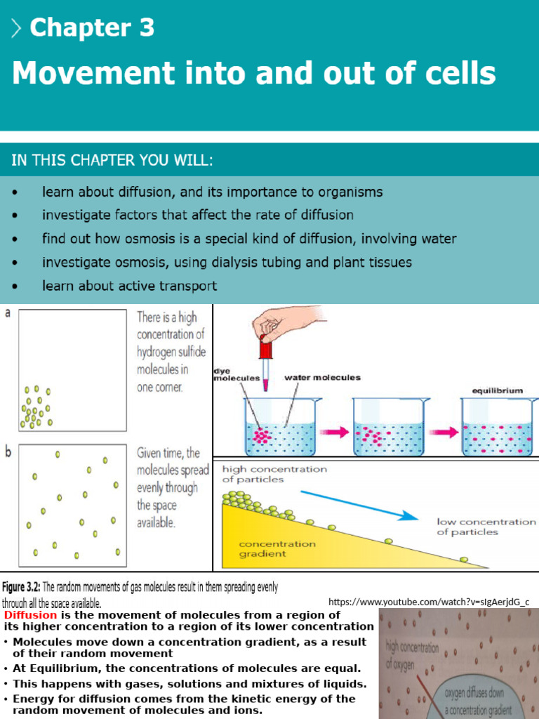Movement Into and Out of Cells-1 | PDF | Osmosis | Diffusion