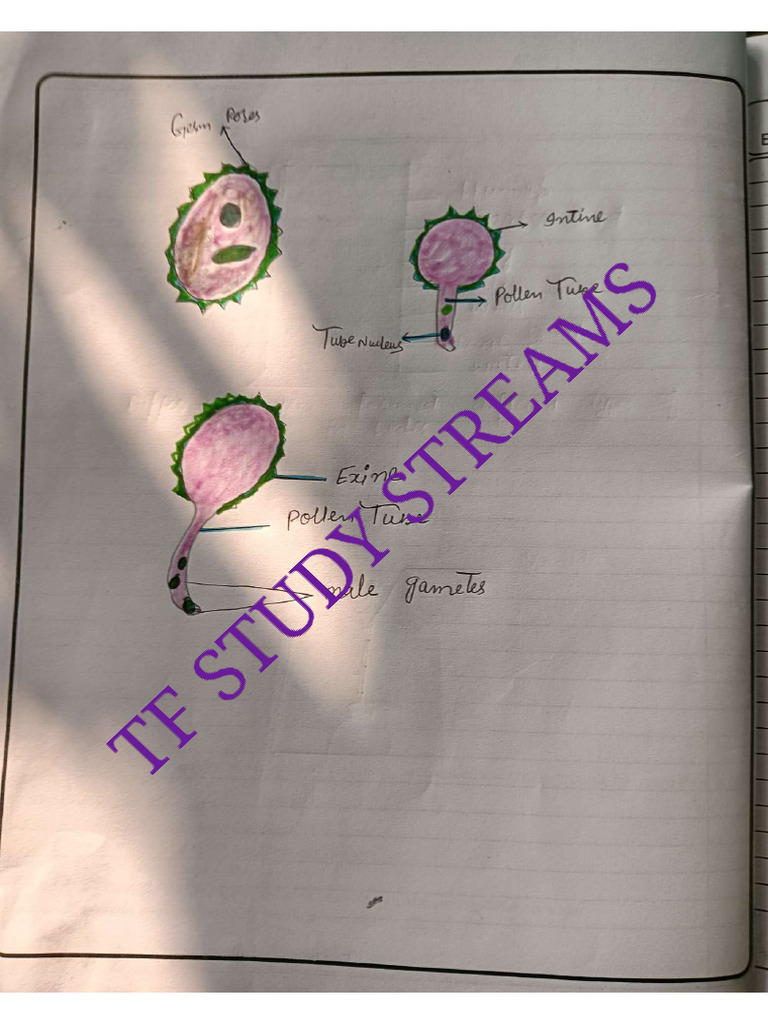 Botany Practical Notebook | PDF