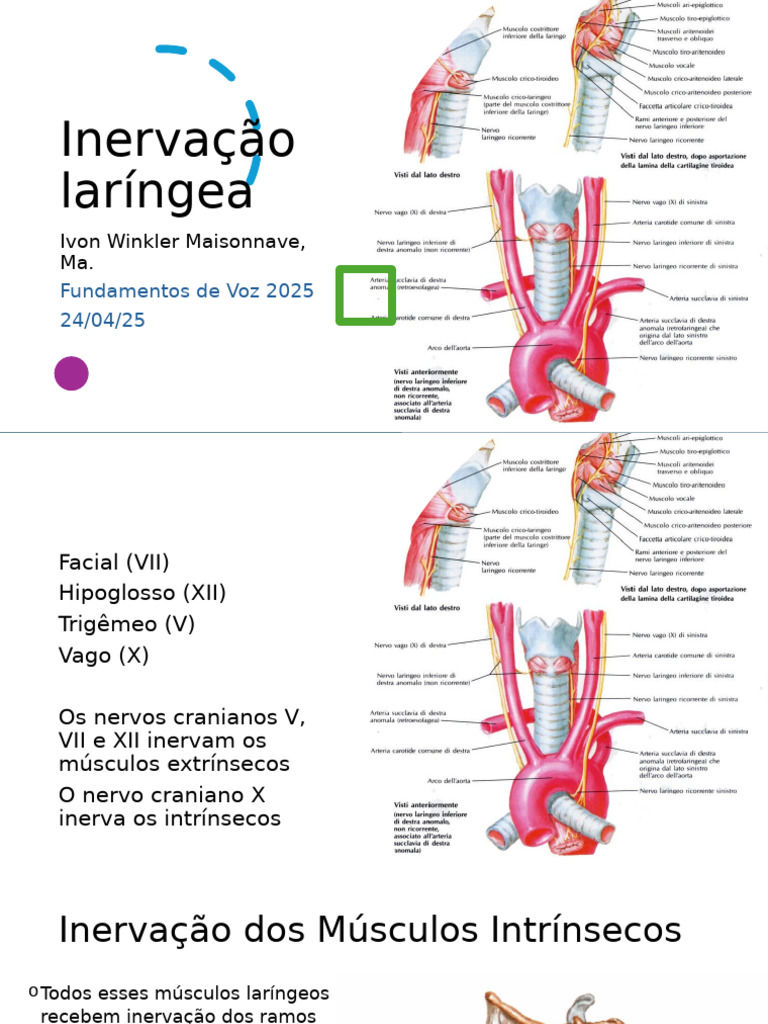 Inervação Laríngea e Músculos da Voz | PDF | Nervo | Cabeça e pescoço ...