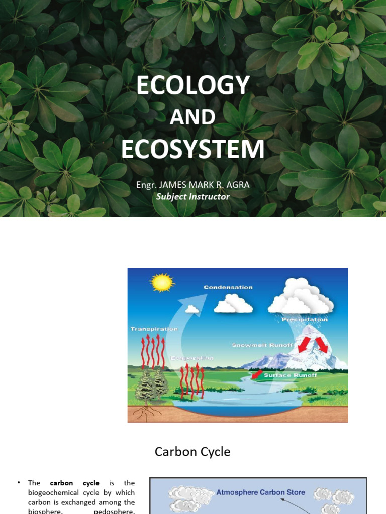 Understanding Biogeochemical Cycles and Ecosystems | PDF | Food Web ...