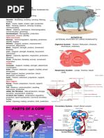 Camel Anatomy Overview | PDF | Respiratory System | Vertebra