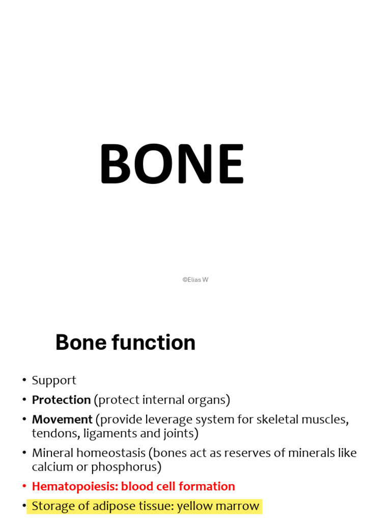 Bone Structure and Function Overview | PDF | Bone | Osteoblast