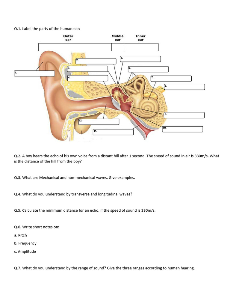Human Ear Anatomy and Sound Waves | PDF