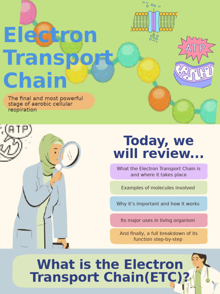 Understanding the Electron Transport Chain | PDF | Electron Transport ...