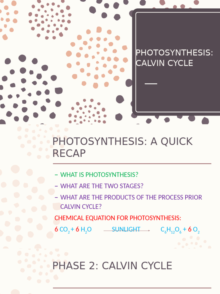 Calvin Cycle | PDF | Photosynthesis | Biology