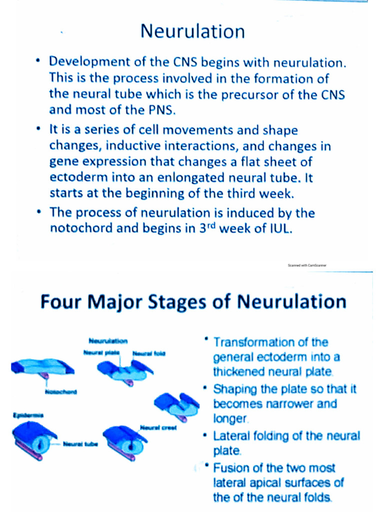 1b) Neuroembryology - Neurulation | PDF